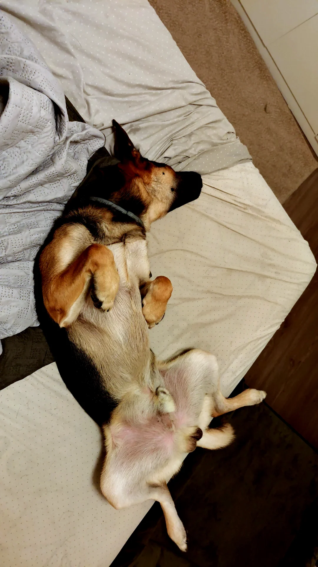 #roco