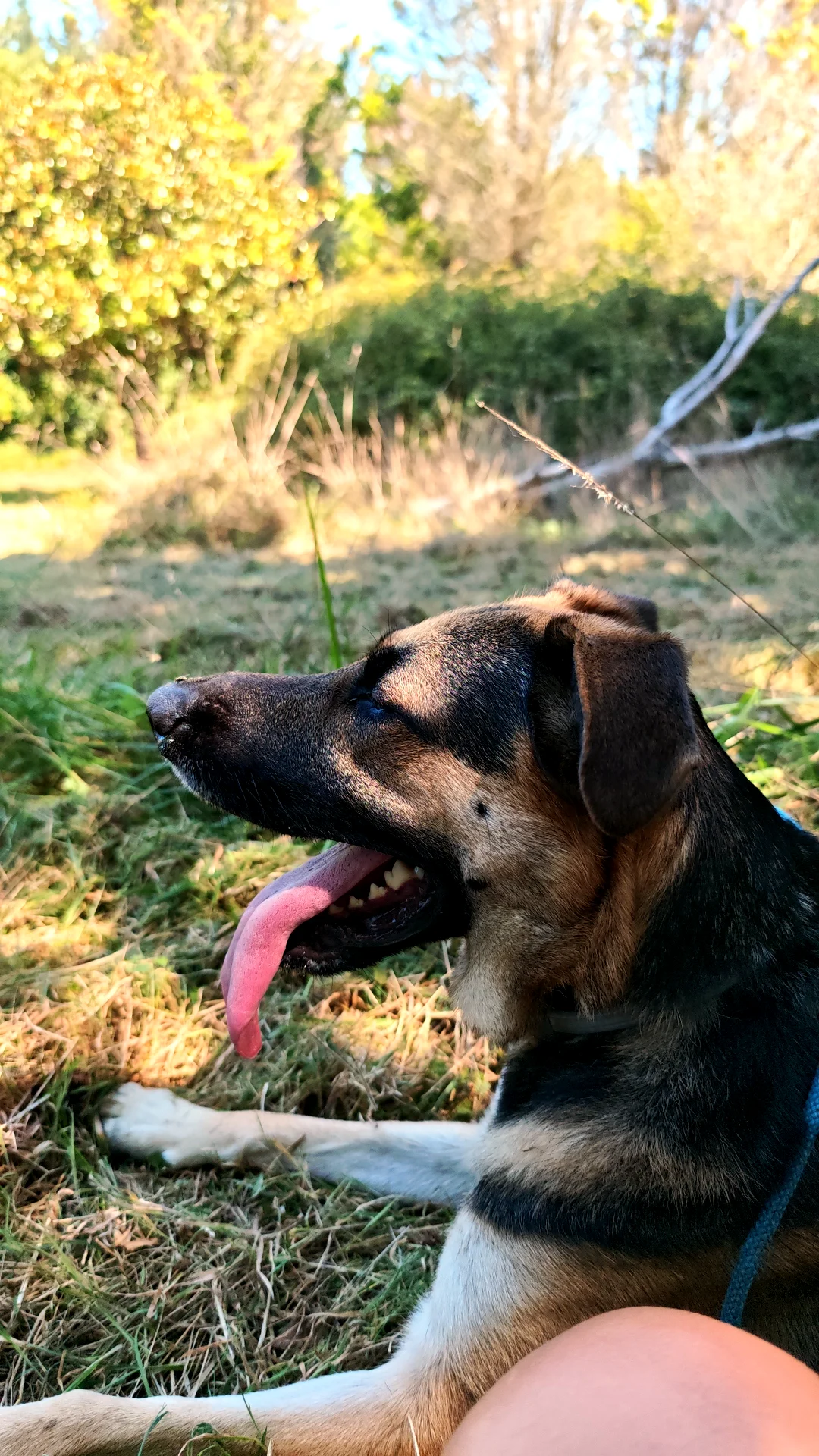 #roco