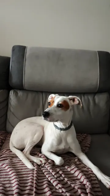 #luna